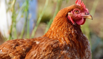 Nos biscuits sont élaborés avec des oeufs de poules élevées en plein air !